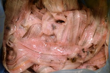 Fiskben för fond 5kg